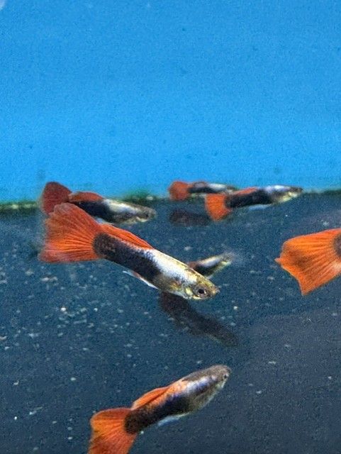 Silver Tuxedo Guppy (Poecilia reticulata)
