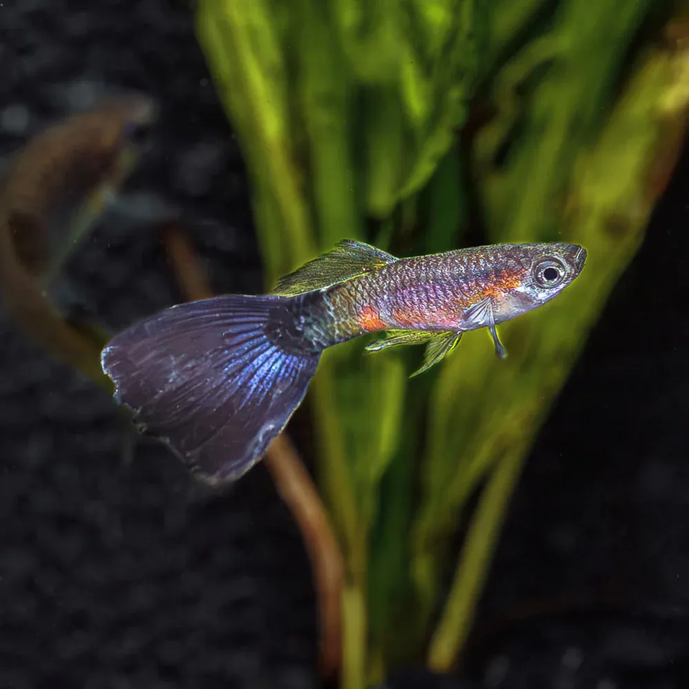 Purple Queen Guppy (Poecilia Reticulatus)