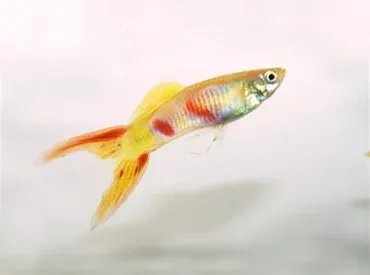 Golden Double Sword Guppy (Poecilia reticulata)