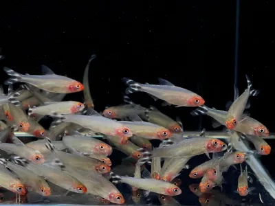 Rummynose Tetra (Petitella rhodostomus) 1"-1.25"