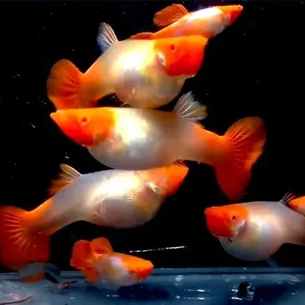 Albino Red Cap Kohaku Guppy