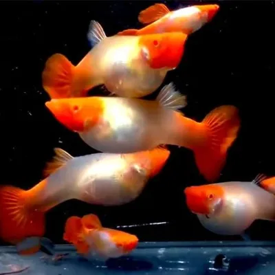 Albino Red Cap Kohaku Guppy