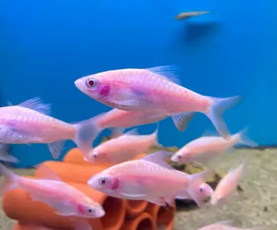 Albino Arulius Barb ( Dawkinsia tambrapamiei ) 2"-2.5"