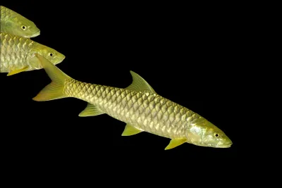 Gold Mahseer (Tor putitora) 3"