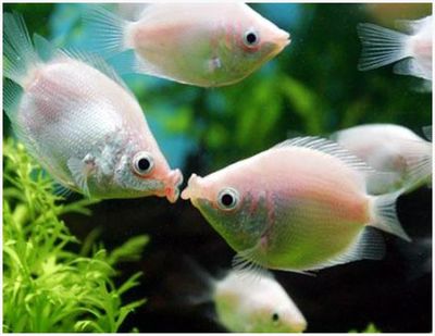 Pink Kissing Gourami (Helostoma temmincki) 2"+