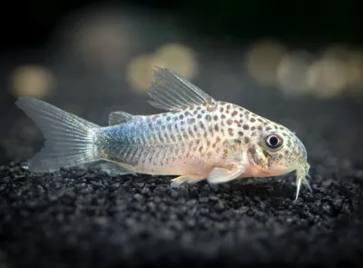 Similis Cory Catfish ( Smudge Spot Cory ) Tank Raised 3/4"
