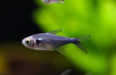 Black Diamond Neon Tetra (Paracheirodon Innesi Var. "Black Diamond) Tank Raised