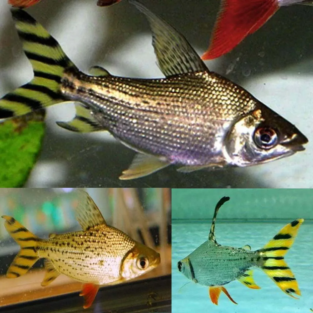 Yellowfin Flagtail Prochilodus (Semaprochilodus lacticeps) 3"