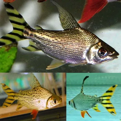 Yellowfin Flagtail Prochilodus (Semaprochilodus lacticeps) 3"