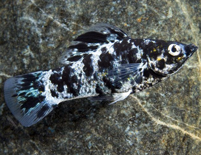 Dalmation Molly 2"