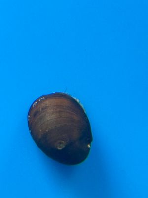 Abalone Nerite Snail