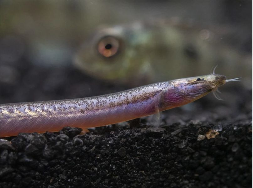 Sumatran Neon Loach (Pangio Bitaimac)