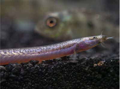 Sumatran Neon Loach (Pangio Bitaimac)