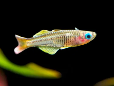 Ivantsoff’s Blue Eyed Rainbowfish (Pseudomugil ivantsoffi)