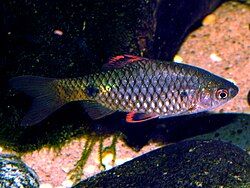 Stoliczka's Barb Aka Pearlscale Barb (Pethia stoliczkana) 2"