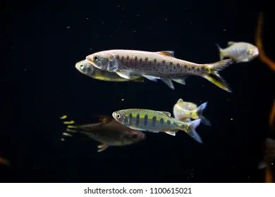 Barred Hill Trout Aka " Burmese Trout (Opsarius barna) 2"-3"