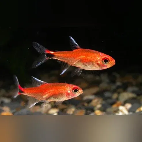 Ruby Tetra (Axelrodia riesei) Tank Raised
