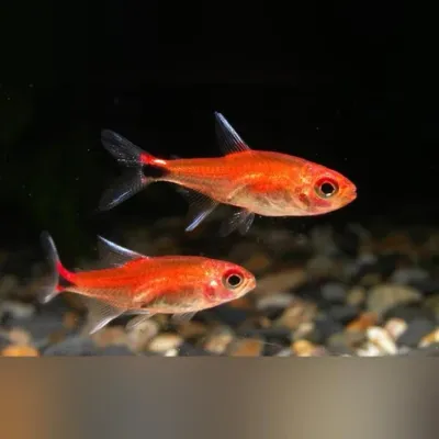 Ruby Tetra (Axelrodia riesei) Tank Raised