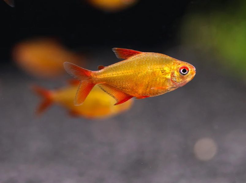 Red Cherry Tetra (Hyphessobrycon sp. MZUEL) Tank Raised