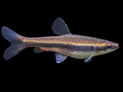 Red Beckford's Pencilfish (Nannostomus beckfordi var. "Red") Tank Raised
