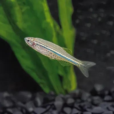 Spotted Danio (Danio Nigrofasciatus) Tank Raised