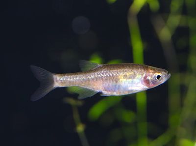 Red Dwarf Rasbora (Mircorasbora sp. cf. rubescens)