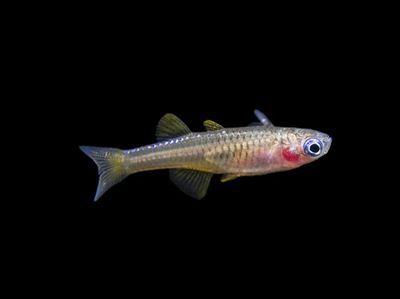 Red Neon Blue Eye Rainbowfish  Pseudomugil luminatus (formerly associated with P. paskai)