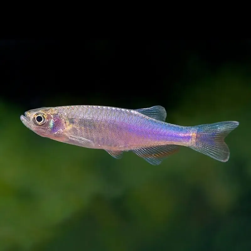 Rosy Danio (Brachydanio Rosea) 1"-1.5"