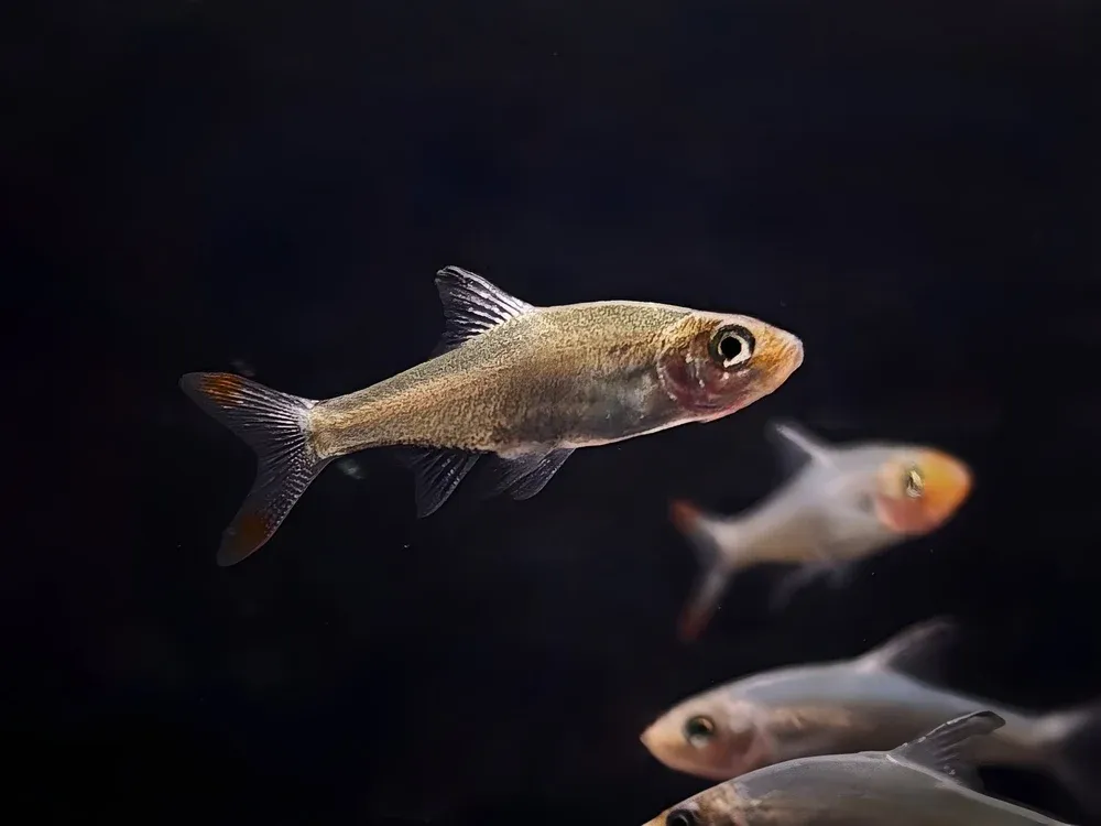 Asian Rummynose Rasbora (Sawbwa resplendens)