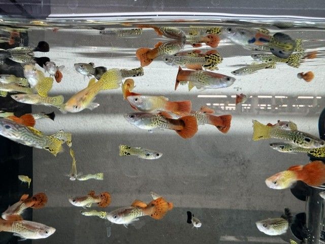 Assorted Cobra Guppy