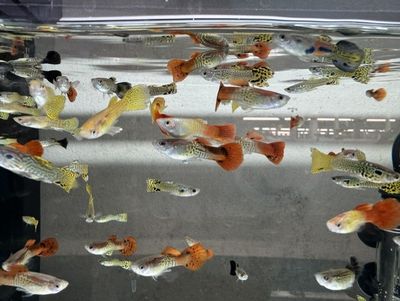 Assorted Cobra Guppy