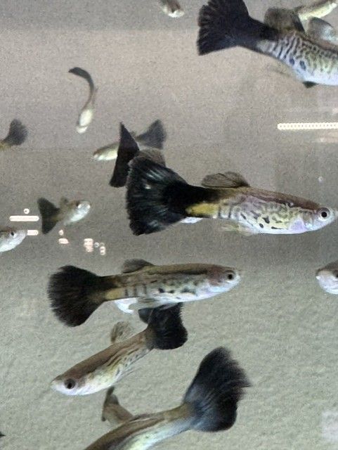 Blue Cobra Guppy