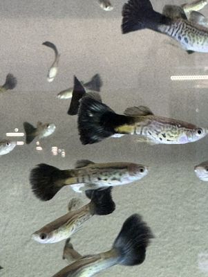 Blue Cobra Guppy
