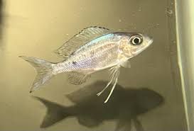 Ophthalmotilapia ventralis (Mpimbwe) Silver Streak 4"-5"