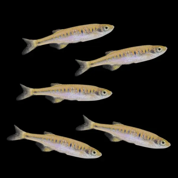 Lake Inle Danio (Inlecypris auropurpurea)