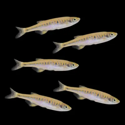 Lake Inle Danio (Inlecypris auropurpurea)