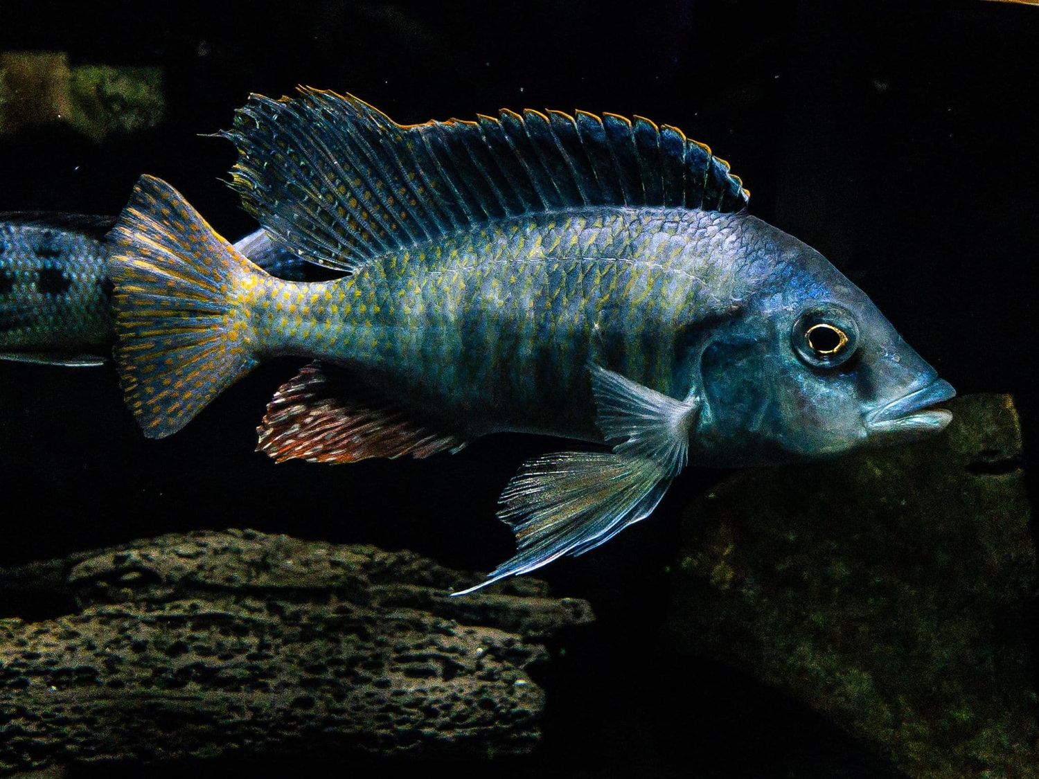 Hemitilapia Oxyrhynchus "Giant Hap" 5"-6" Male