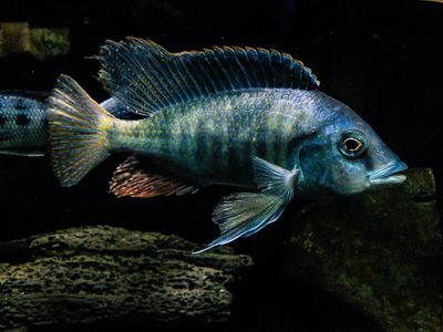 Hemitilapia Oxyrhynchus "Giant Hap" 5"-6" Male
