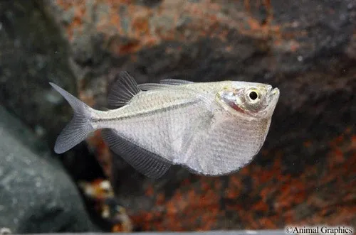 Silver Hatchet (Gasteropelecus sternicla)