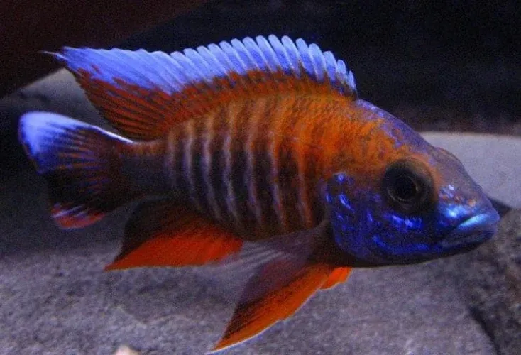 Eureka Red Jake 5" Male