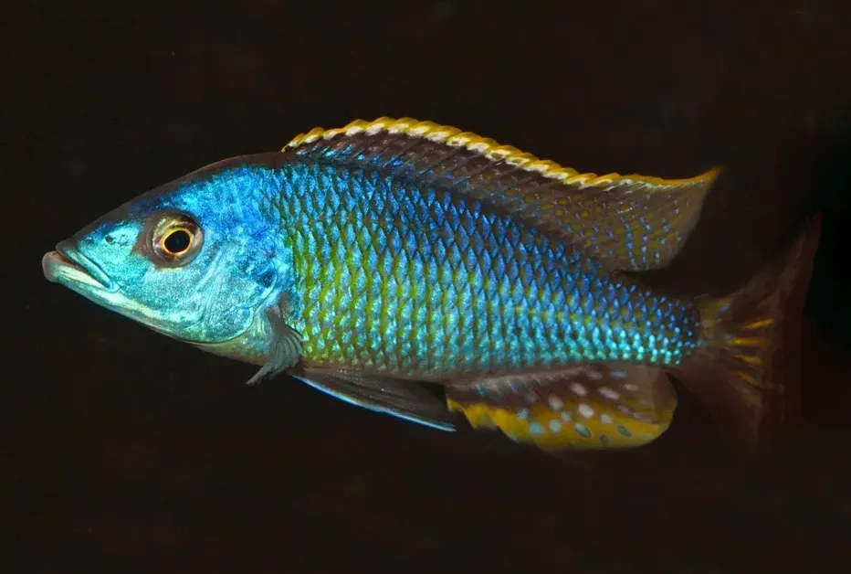 Otopharynx sp. "Nova Blue Longnose"  5" Male