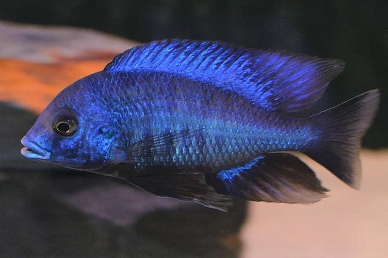 Protomela Annectens 4.5" Male