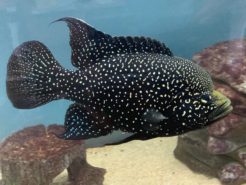 Starry Night Cichlid (Paratilapia polleni) 2"