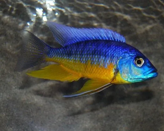 Spilonotus Tanzania AKA Insignis 5"-6" Male