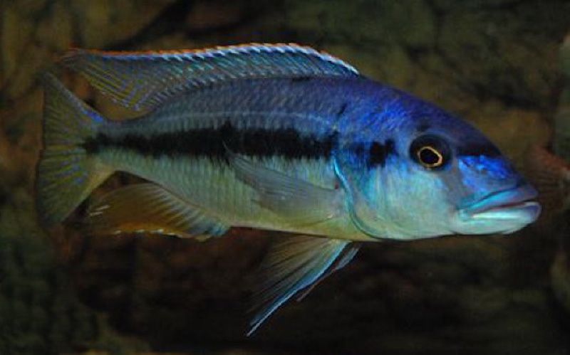 Taeniochromis Holotaenia Eccles Reef 6" Male