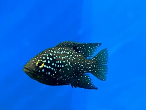 Paratilapia Bleekeri Big Spot Andapa “Starry Night” 4"
