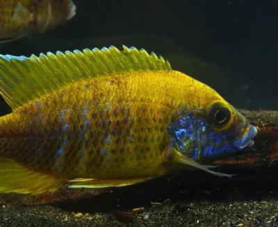 Yellow Benga (Sunshine Peacock) 5" Male