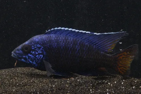 Ngara Flametail Peacock 4"-5" Male