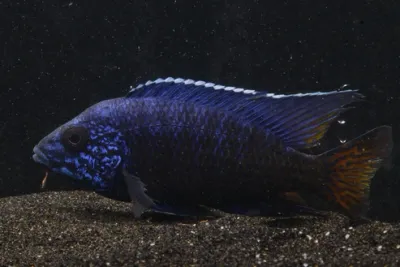 Ngara Flametail Peacock 4"-5" Male