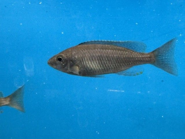 Mloto Goldcrest Makonde (Copadichromis) 4" Male